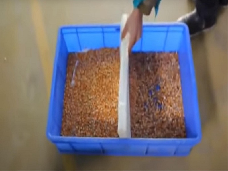 Corn color sorter