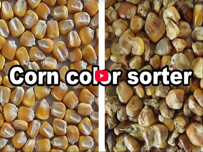 Corn color sorter